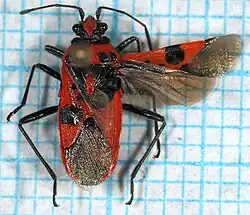 Un hémiélytre déployé