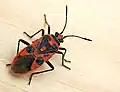Coryzus hyoscyami, la punaise de la jusquiame.