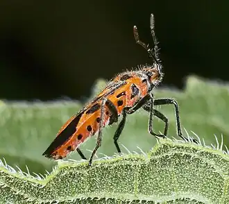 Description de cette image, également commentée ci-après