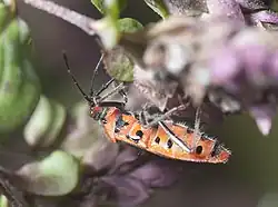 Fin duvet sur le corps