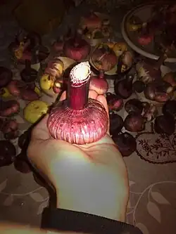 Un corme de glaïeul