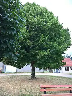 L'arbre de la liberté