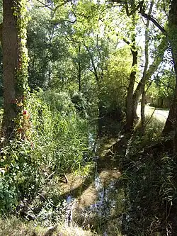 Photographie en couleurs d'un cours d'eau rectiligne envahi par la végétation.
