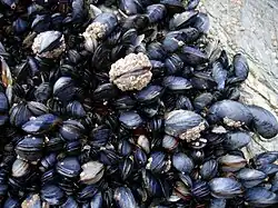 Amas de moules et de balanes accrochées à un rocher à marée basse.