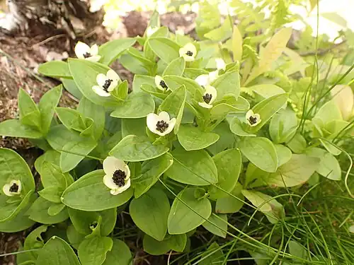 Floraison en juin en Norvège (Lofoten).