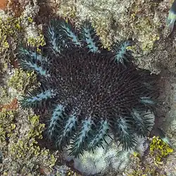 À Zanzibar (Tanzanie).