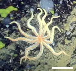 Coronaster briareus (profonde)