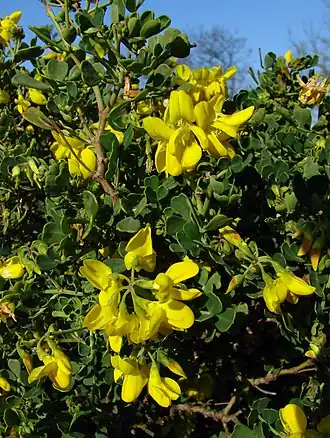 Description de l'image Coronilla valentina 170208.jpg.