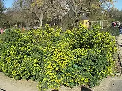 Coronilla valentina ssp. glauca, jusqu'à 150&nbsp;cm de hauteur