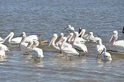 Groupe de pélicans sur un lac proche du rivage, des jeunes gris et des adultes blanc.