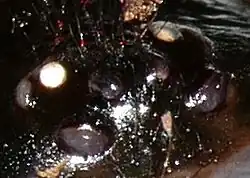 Les yeux de Cteniza sauvagesi.