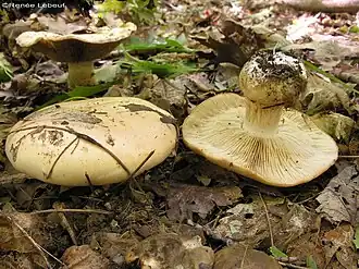 Description de l'image Cortinarius albidus.jpg.