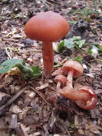 Description de cette image, également commentée ci-après