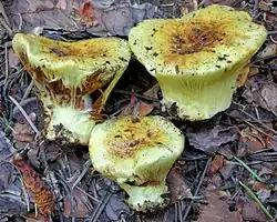 Cortinarius verrucisporus - forme «&nbsp;émergente&nbsp;», à voile persistant