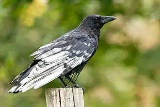 Oiseau noir de profil, perché sur un poteau en bois. Les plumes de l'aile sont majoritairement blanchâtres.