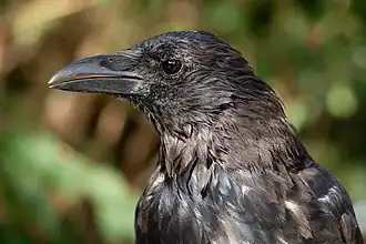 Gros plan sur la tête d'un oiseau dont le plumage noir est parsemé de plumes de couleur brune.