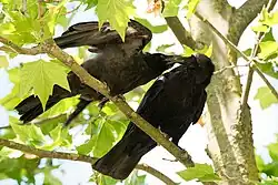 Oiseau noir perché dans un platane, en train de nourrir son jeune, situé à ses côtés, qui ouvre grand le bec et les ailes en signe de quémande.