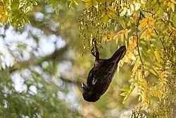 Oiseau noir suspendu par une patte à une branchette d'arbre, la tête en bas.