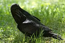 Dans l'herbe, deux oiseaux noirs d'à peu près la même taille, dont l'un met de la nourriture dans le bec de l'autre.