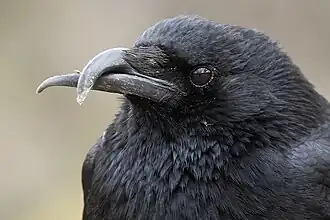 Gros plan sur la tête d'un oiseau noir, montrant les mandibules du bec croisées.