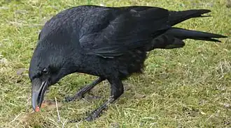 Description de l'image Corvus corone Rabenkrähe 1.jpg.