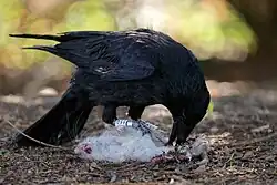 Oiseau noir la patte posée sur le cadavre d'un rat, en train de le manger.