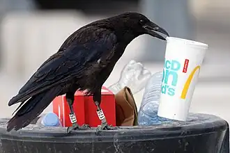 Oiseau noir posé sur le rebord d'une poubelle publique en métal qui déborde d'ordures. Il tient dans son bec un grand gobelet en carton au logo de McDonald's.