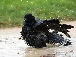 Oiseau noir en train de se baigner dans une flaque. Il agite vigoureusement les ailes en éclaboussant partout.