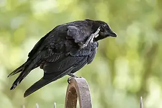 Oiseau noir perché sur une grille métallique. Il se tient sur une patte, l'autre étant passée par-dessus l'aile pour se gratter la tête.