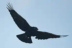 Oiseau tout noir en vol, les ailes déployées et les pattes ramenées sous lui.