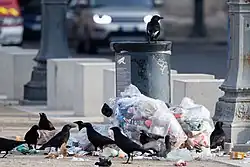 Rue parisienne avec des voitures qui passent. Au premier plan, une poubelle publique avec des sacs poubelles pleins posés à côté et une dizaine d'oiseaux noirs en train de fouiller.
