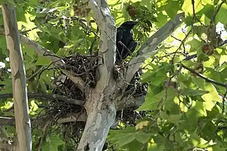 Nid de branchettes installé dans un platane, avec un jeune oiseau noir perché sur le rebord.