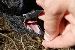 Gros plan sur la tête d'une corneille noire dont le bec est maintenu ouvert par les doigts du chercheur.