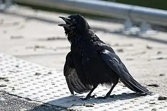 Oiseau noir au sol, les ailes tombantes. Il ouvre le bec d'un air hébété.