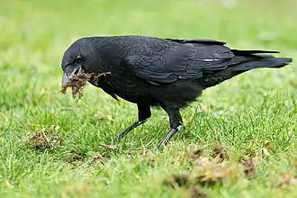 Oiseau noir posé sur une pelouse arrachant des touffes d'herbe avec son bec.