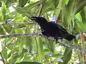 Description de l'image Corvus unicolor 77308607.jpg.