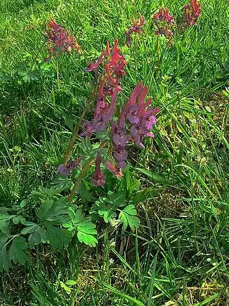 Description de cette image, également commentée ci-après
