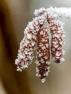 Des grains de glace recouvrent des petits batons qu pendent d'une tige.