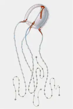 Coryne eximia (stade « méduse », planoblaste)