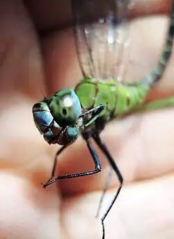 vue faciale du mâle
