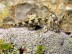 Coryphoblennius galerita