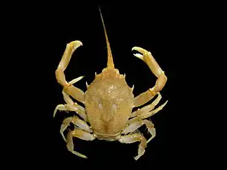 Corystes cassivelaunus (Corystidae)