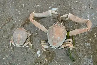 Corystes cassivelaunus