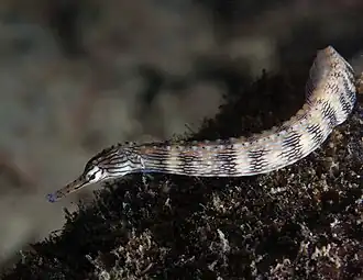 Description de l'image Corythoichthys intestinalis, Cebú.jpg.