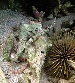 Un syngnathe de Schultz (Corythoichthys schultzi)