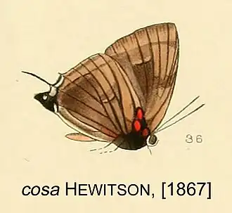 Description de l'image CosaHewitson1867OD.jpg.
