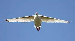 Coscoroba blanc en plein vol (Coscoroba coscoroba)