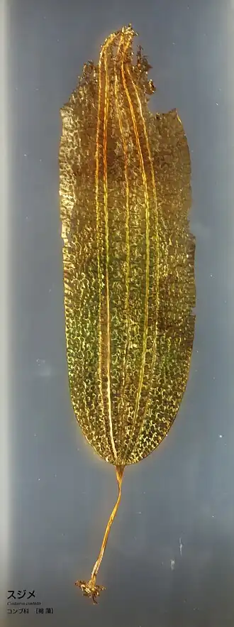 Description de l'image Costaria costata - National Museum of Nature and Science, Tokyo - DSC07667.JPG.