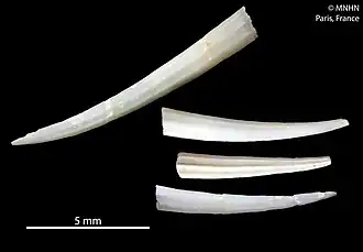Description de l'image Costentalina tuscarorae (MNHN-IM-2012-36319).jpeg.