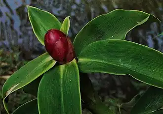 Description de l'image Costus chartaceus.jpg.
